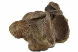 Large Fossil Mosasaur (Tylosaurus) Cervical Vertebra - Texas #351222-1